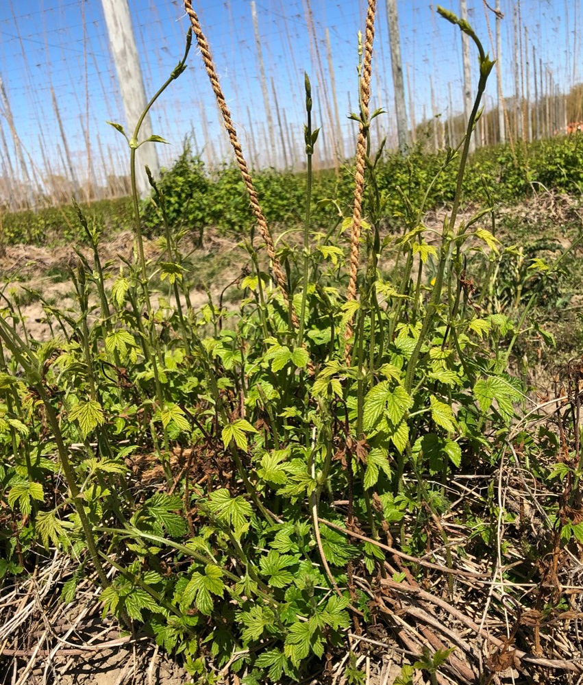 New hop growth.